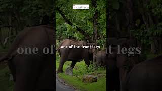 How to know #elephant  will #attack  #shorts #nature #wildlife #wildlifedocumentary #travel #india