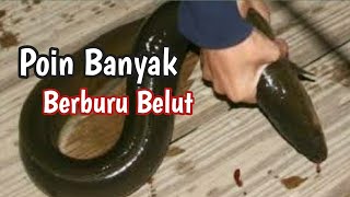 Poin banyak Berburu belut