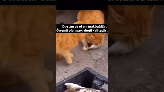 Dost nedir ki... #cat #shorst #sessizyazar #kedi #kesfet #öneçıkar #dost #pazar #video #dostluk #aşk