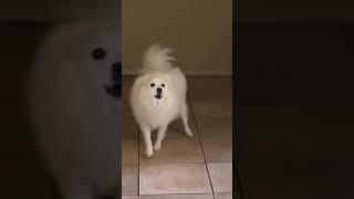 American Eskimo Dog loves to dance