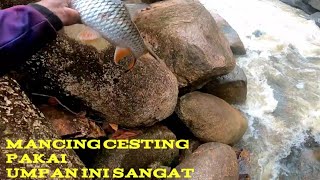 PAK TUA JOGO KALI MANCING IKAN HAMPALA MENGGUNAKAN UMAPN INI SANGAT KILER