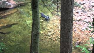 China swimming while hiking the Attitash Trail