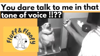 You dare speak to me in that tone of voice boy! Funny Dog answers human's Question! #shorts