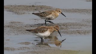 Alpenstrandläufer ganz nah _ Schadebacher Teiche _ #Vogelbeobachtung _ Dunlin