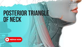 POSTERIOR TRIANGLE OF NECK