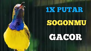 CUKUP 1X PUTAR SOGONMU LANGSUNG GACOR, PANCINGAN SOGON PALING AMPUH