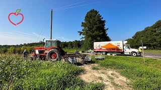 What to Know About the Foodbank's Corn Harvest at Izzie's Field