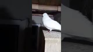 White beautiful pigeon 🕊🕊 #pigeon #homingpigeon #birds #dovebird #rollerpigeon #shorts