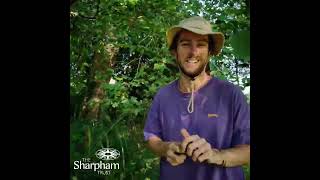 Picking plums for crumble at The Sharpham Trust