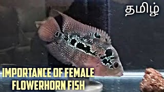 Female flowerhorn fish importance | தமிழ் | Aquapets & farm