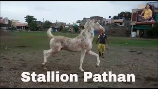 Stallion Pathan