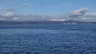 Orcas in pursuit of seals in strait of Juan de Fuca