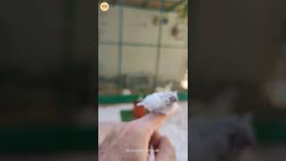 فرخ طيور الزيبرا #shorts  Baby Zebra finch #shorts