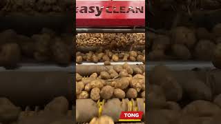 Potato Cleaning & Grading On-Farm with the Tong Storemaker with EasyClean | Tong Engineering #shorts