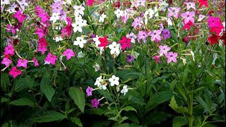 COME RIDURRE LE ZANZARE AIUTANDO I PIPISTRELLI 🌿🌸🦇 #gardeninglife #nicotiana #bat #pipistrelli