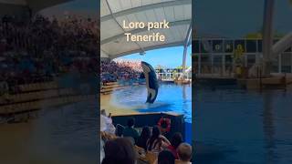 Killer whale show #shortvideo #animals #orca