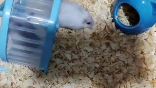 Hamster Fun Time: Small But Entertaining