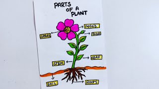 parts of a plant drawing/parts of plant labelled diagram/how to draw parts of plant/science TLM