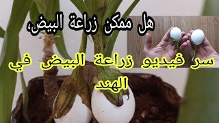 كشف سر فيديو زراعة البيض في الهند