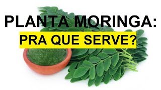 Planta Moringa Para que Serve - Benefícios