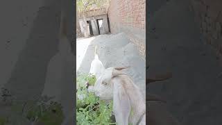 Eid goats 🐐 { qurbai goats 2024 } my real work #foryou #help #real #qurbanistatus