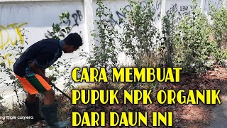 RUMPUT INI JANGAN DIBUANG ATAU DIBAKAR, ANDA AKAN MENYESAL SETELAH TAHU MANFAATNYA