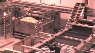 Carrot Packhouse Solutions from Tong Engineering