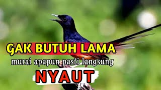 murai batu gacor AMPUH buat pancingan MURAI BATU bunyi jadikan burung Murai gacor EMOSI NYAUT❗