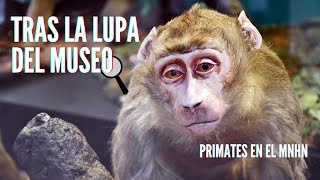 Tras la Lupa del Museo -  Primates en el MNHN 🔍🐒🐵