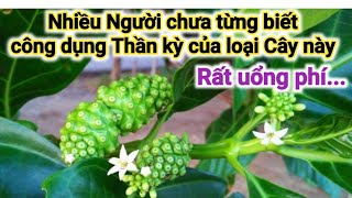 Loại cây trị đau lưng mỏi gối, xương khớp, cao huyết áp, nấm da đầu rất tuyệt vời. PHAN HẢI Vlog