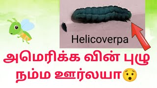 அமெரிக்கன் காய் புழு நம்ம ஊர்ல #Americanbollworm