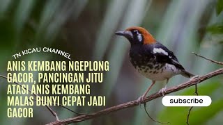 ANIS KEMBANG NGEPLONG GACOR, PANCINGAN JITU ATASI ANIS KEMBANG MALAS BUNYI CEPAT JADI GACOR