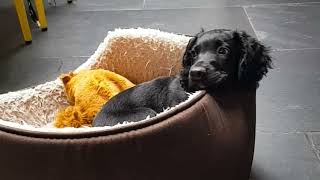 Puppy Cocker Spaniel Falls Asleep From Playing With a Toy in Bed