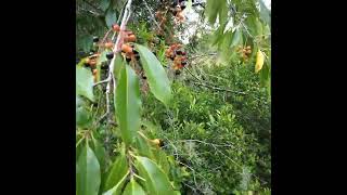 Black Cherries In Florida