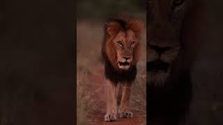 His eyes in my eyes  Goose bumps  #africa #animals #photography #lion #shorts #short #shortvideo