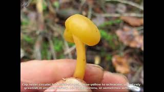 Leotia lubrica. Champimaginatis. English Text.