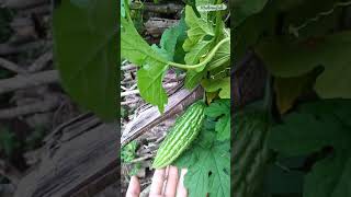 Update Tanaman Di Kebun