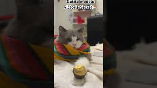 Gatita modelo / cute cats #cats #funnycats