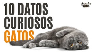 10 DATOS CURIOSOS de los GATOS 😺#gatos #mascotas