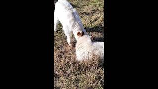 lucille & seamus #adopt&visit #cowlover #adoptme #babycow