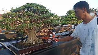 Silaturahmi Bonsai Prof. Zudan ke PPBI Semarang, Setelah mengikuti Pamnas Rubi Cab. Pasuruan