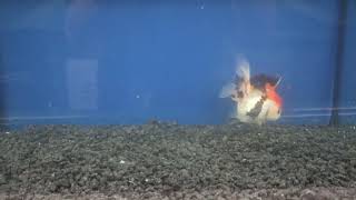 12-13cm High Quality Oranda (5)