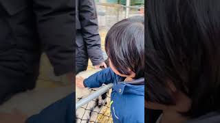 Petting sheep #farmlife #easter #family #trending #viral #beta #toddlers #qualitytime #happiness❤️