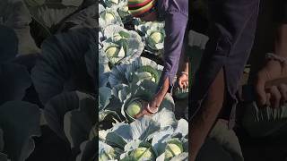 Cabbage Harvesting for  Export. पत्ताकोबी - फुलकोबी #export #farming #shetkariraja #शेतकरी