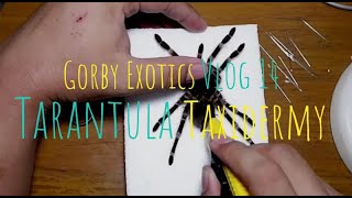 Tarantula Taxidermy | Gorby Exotics Vlog 14