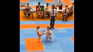 Karate Kids Funny Fighting