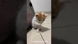 Ele encontrou 3 filhotinhos de gato abandonado na frente de seu trabalho #shorts