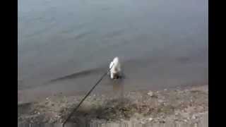 A Bichon Frise Goes to the Beach