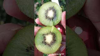 fruits farming and harvesting 🥝🥝🥑🥑 #seasonal #fruitfarming #gardening #kiwi @gardening_lover7469