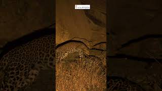 Playful #leopard #cubs #stalking #shorts #nature #wildlife #travel #india